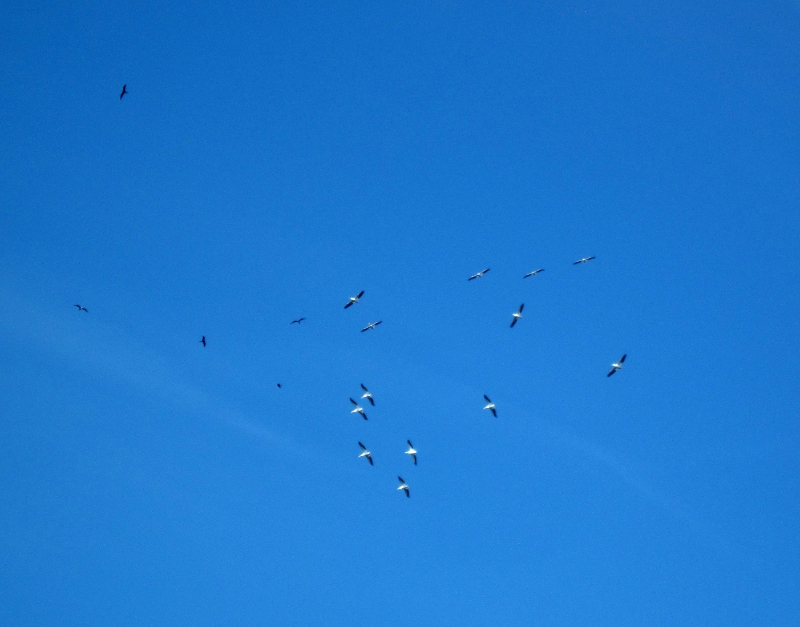 Wood Storks Over Sanibel Island